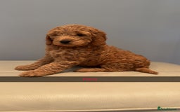 Cockapoo dogs for sale: Stunning F1B Cockapoo Pups - Image 7
