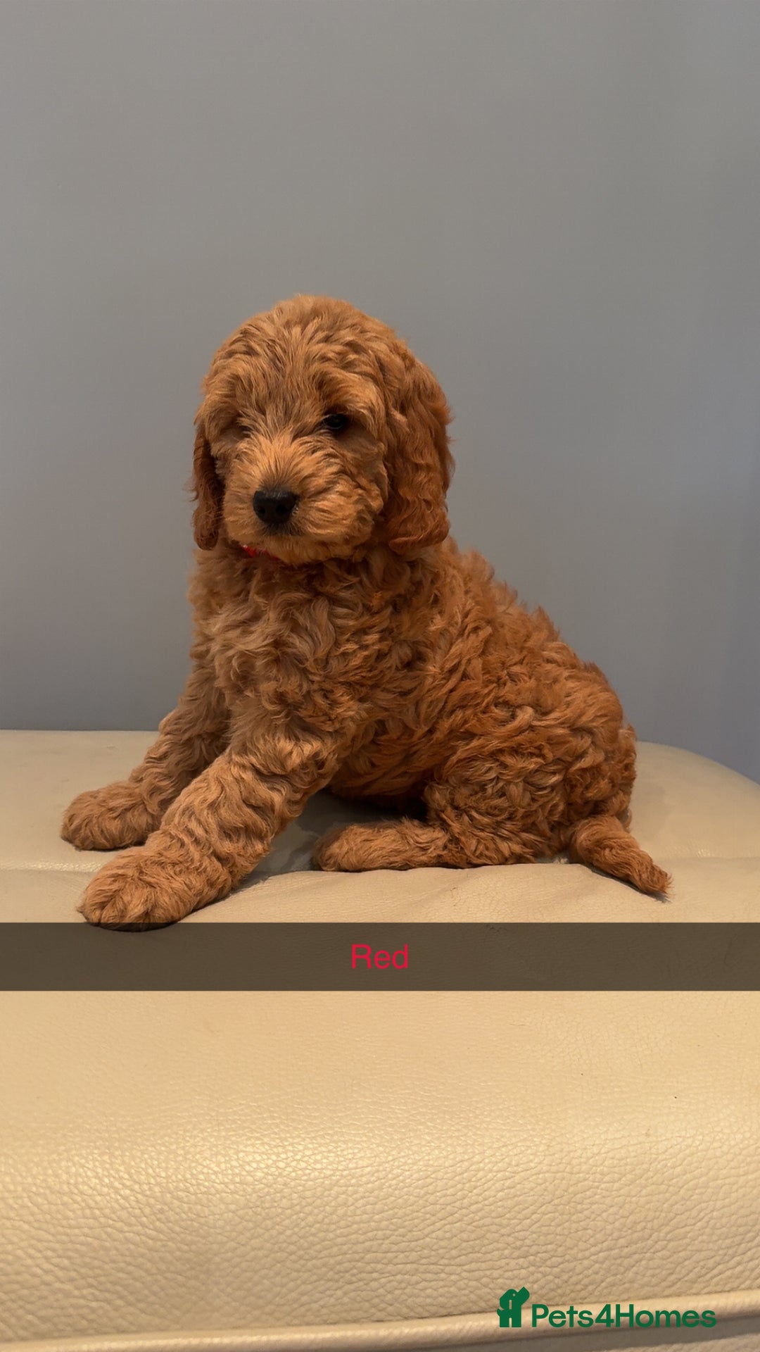 Cockapoo dogs for sale: Stunning F1B Cockapoo Pups - Image 7