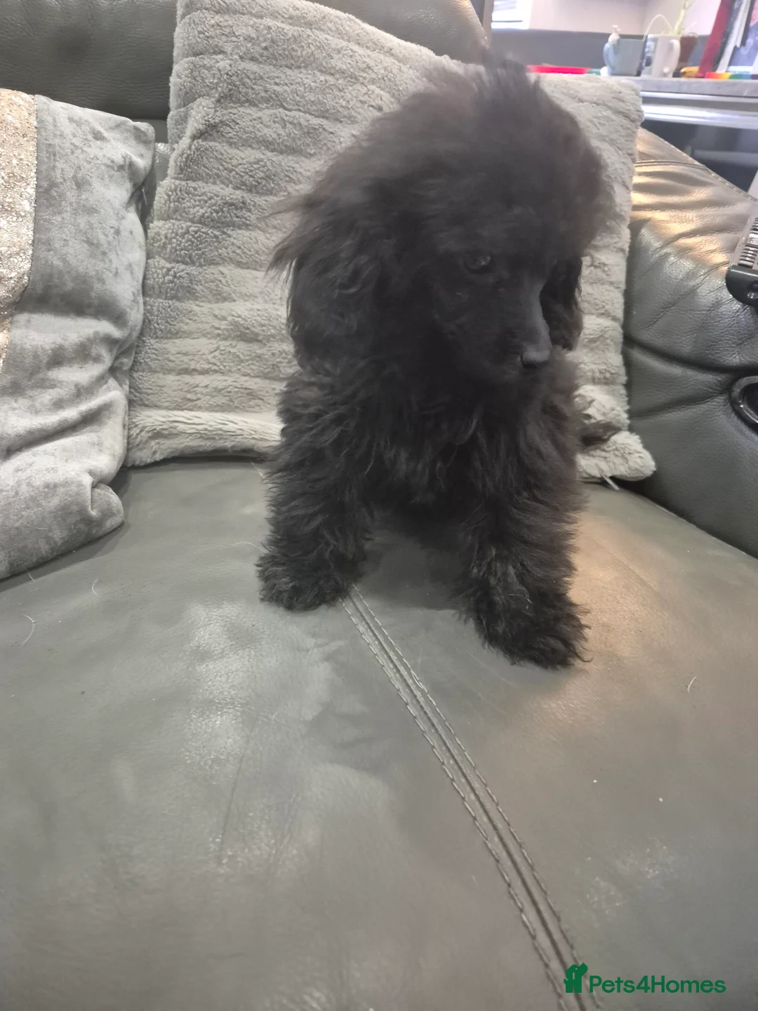 Toy Poodle dogs for sale: Poodle boys (toy x aisan) - Advert 19