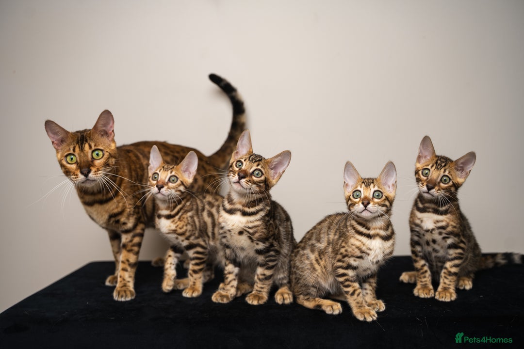 Bengal cats for sale: One of the kind Bengal Female -TICA reg.-Wild look - Image 31