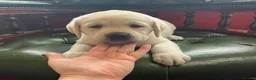 Labrador Retriever dogs for sale: 0/0 hips KC reg Health tested chunky 🐶  - Advert 7