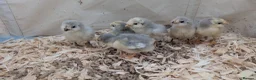 Chickens poultry for sale: Unsexed chics - Le Bresse and Lavender Aracouna  - Advert 6