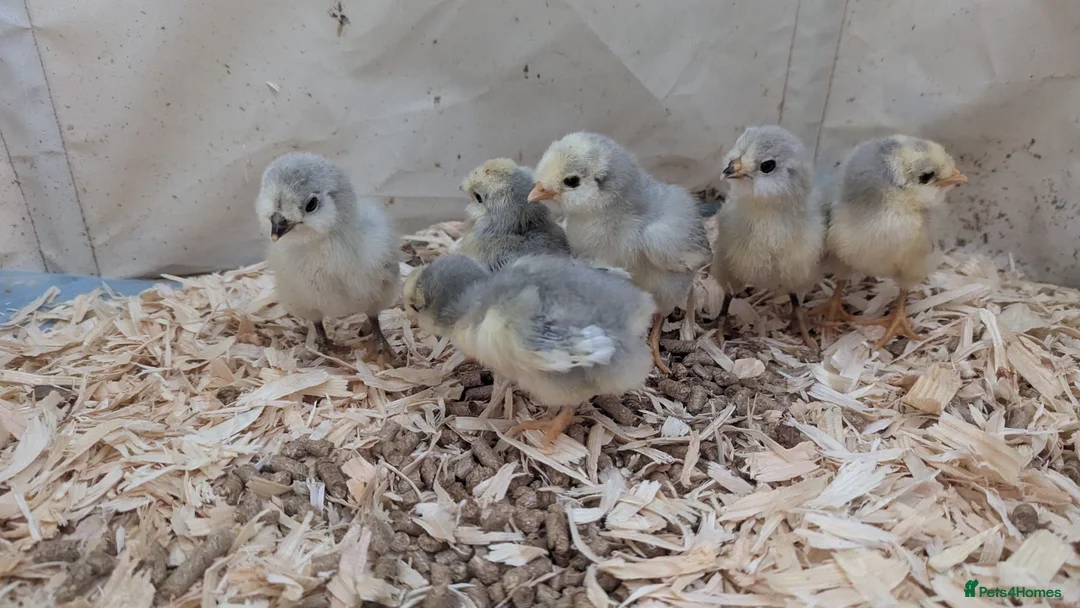 Chickens poultry for sale: Unsexed chics - Le Bresse and Lavender Aracouna  - Advert 6