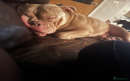 American Bully dogs for sale: Super loving Pocket bully rehome - Image 3