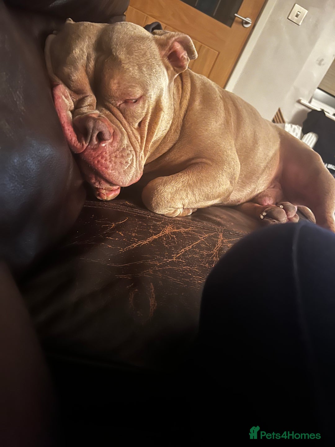 American Bully dogs for sale: Super loving Pocket bully rehome - Image 3