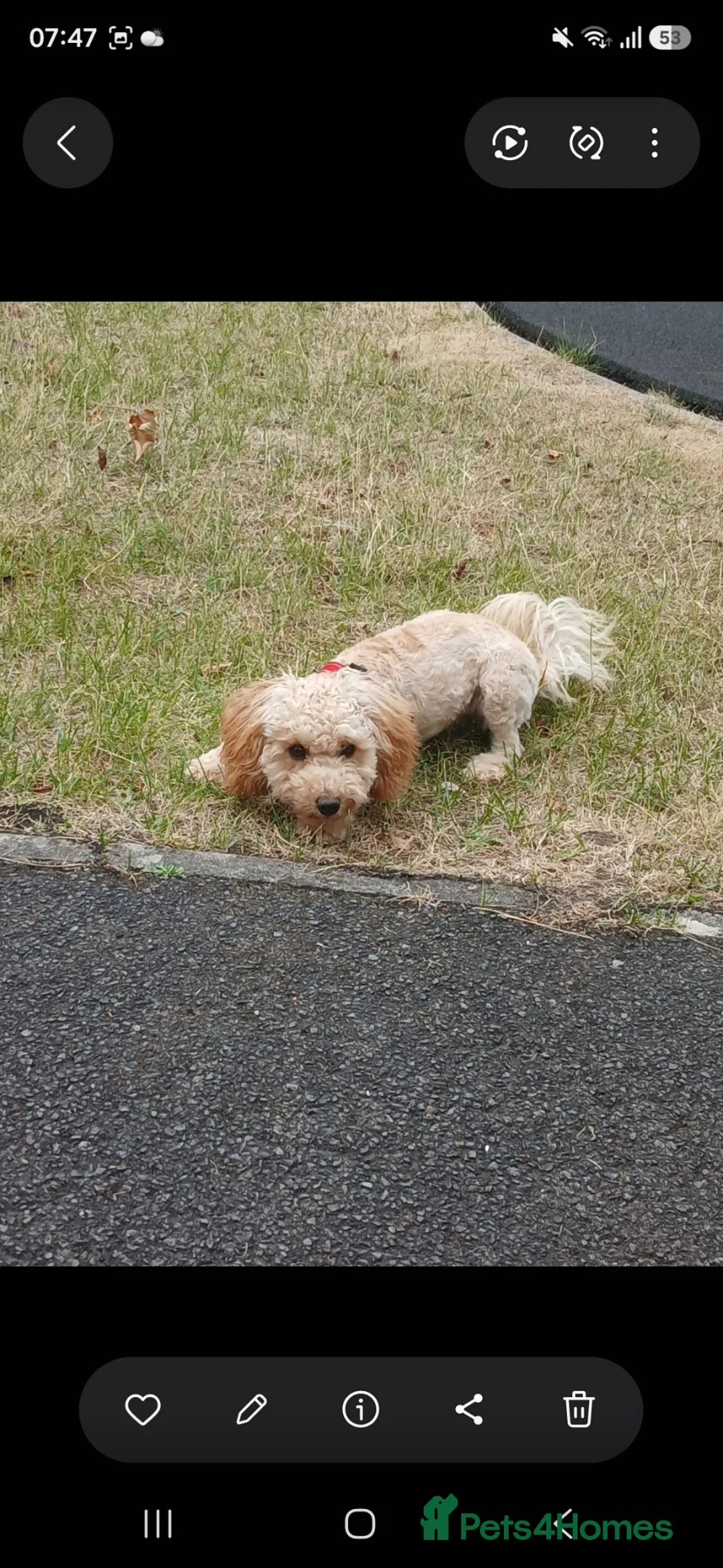 Cockapoo dogs for sale: Loving Home Needed - Advert 3