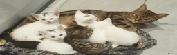 Mixed Breed cats for sale: Beautiful mixed breed kittens  - Advert 4