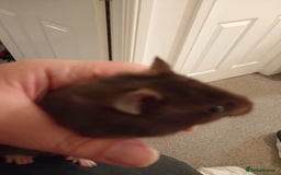 Hamster rodents for sale: Baby hamster with or without cage  - Image 3