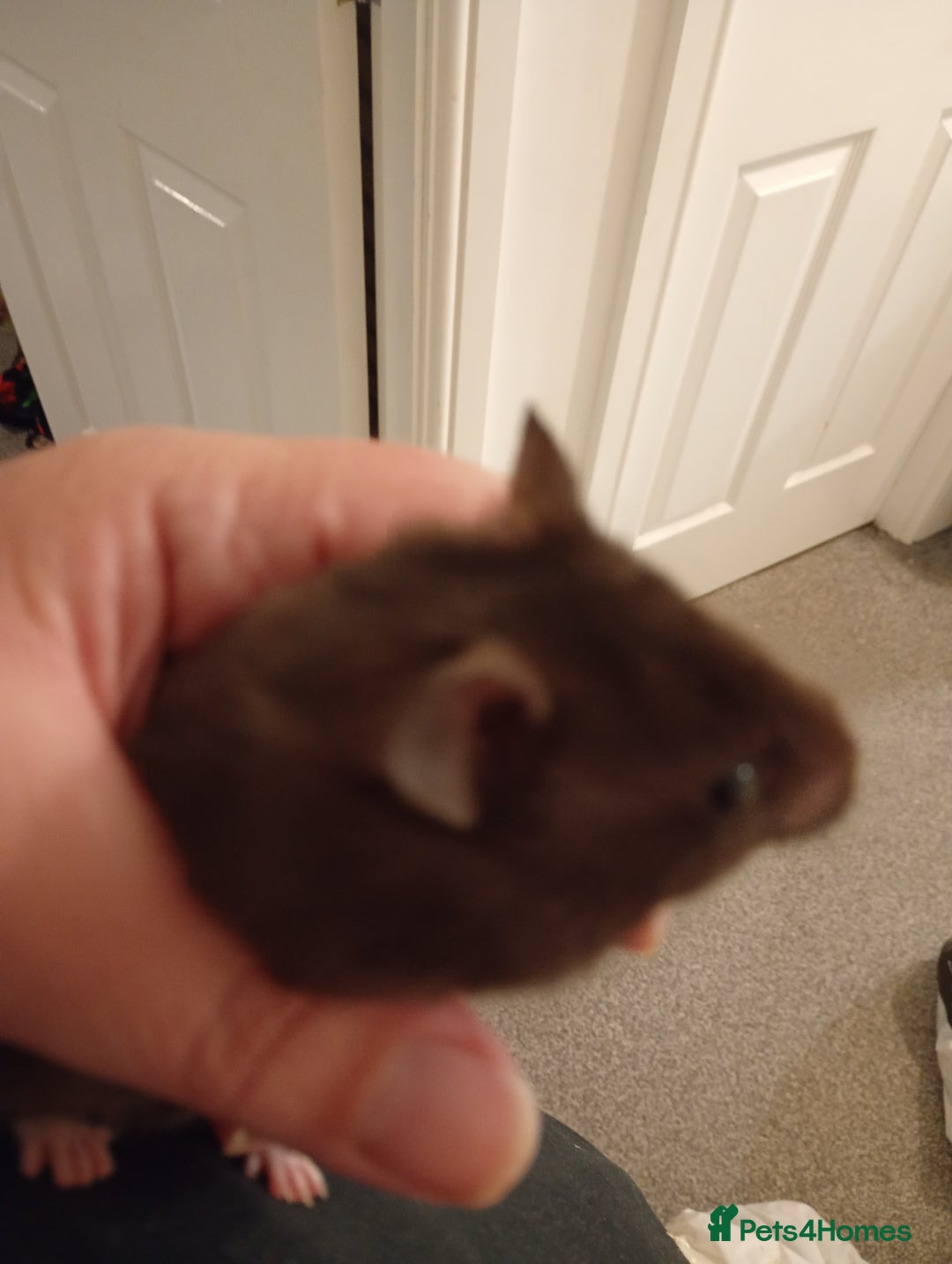 Hamster rodents for sale: Baby hamster with or without cage  - Image 3