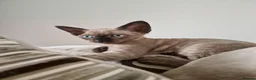 Devon Rex cats for sale: Adorable Devon Rex Kittens 💕 - Advert 10