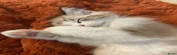 Ragdoll cats for sale: Mink Sepia Ragdolls Cherubim Bicolour Tabby Lynx - Advert 9