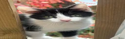 Mixed Breed cats for sale: Kittens  - Advert 7