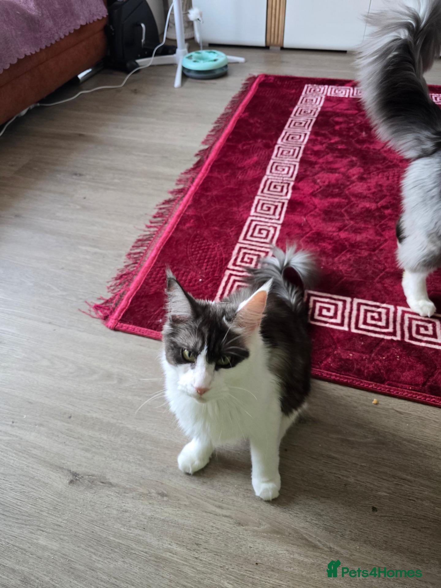 Maine Coon cats Lussi - Advert 2
