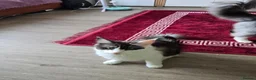 Maine Coon cats for sale: Lussi - Advert 1