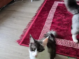 Maine Coon cats Lussi - Advert 2