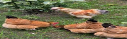 Chickens poultry for sale: 3 Essex buffs hens and a silky cockerel  - Advert 6