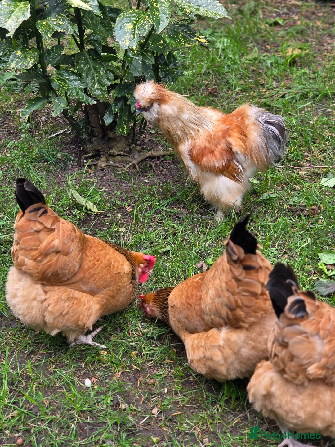 Chickens poultry for sale: 3 Essex buffs hens and a silky cockerel  - Advert 6