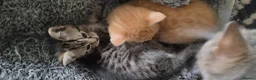 British Shorthair cats for sale: Beautiful kittens British shorthair - Advert 8