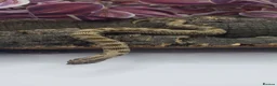 Snake reptiles for sale: Baby Western Hognoses mixed sex and morphs £100ea - Advert 10