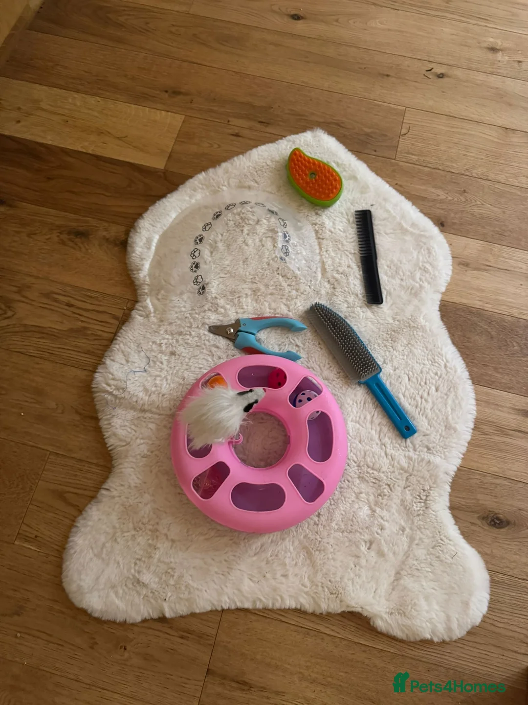 Scottish Fold cats for sale: Scottish fold for sale  - Advert 18