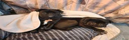 Pug dogs for sale: 2 year old pugs to go together - Advert 4