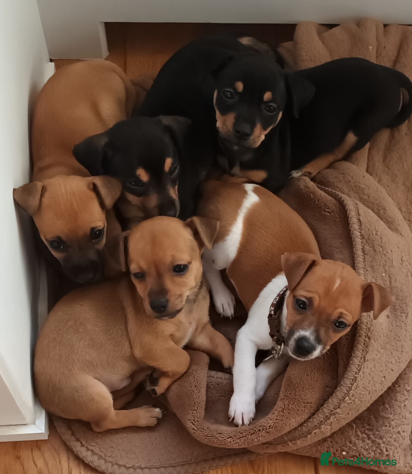 Patterjack dogs 3/4 Jack x patterdale  - Advert 1