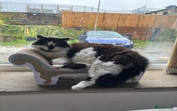 Domestic Shorthair cats for sale: Jesse - male 7 years old - Advert 3