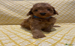 Maltipoo dogs for sale: 💖BEAUTIFUL LICENSED-BRED MALTIPOOS 💖 - Image 4