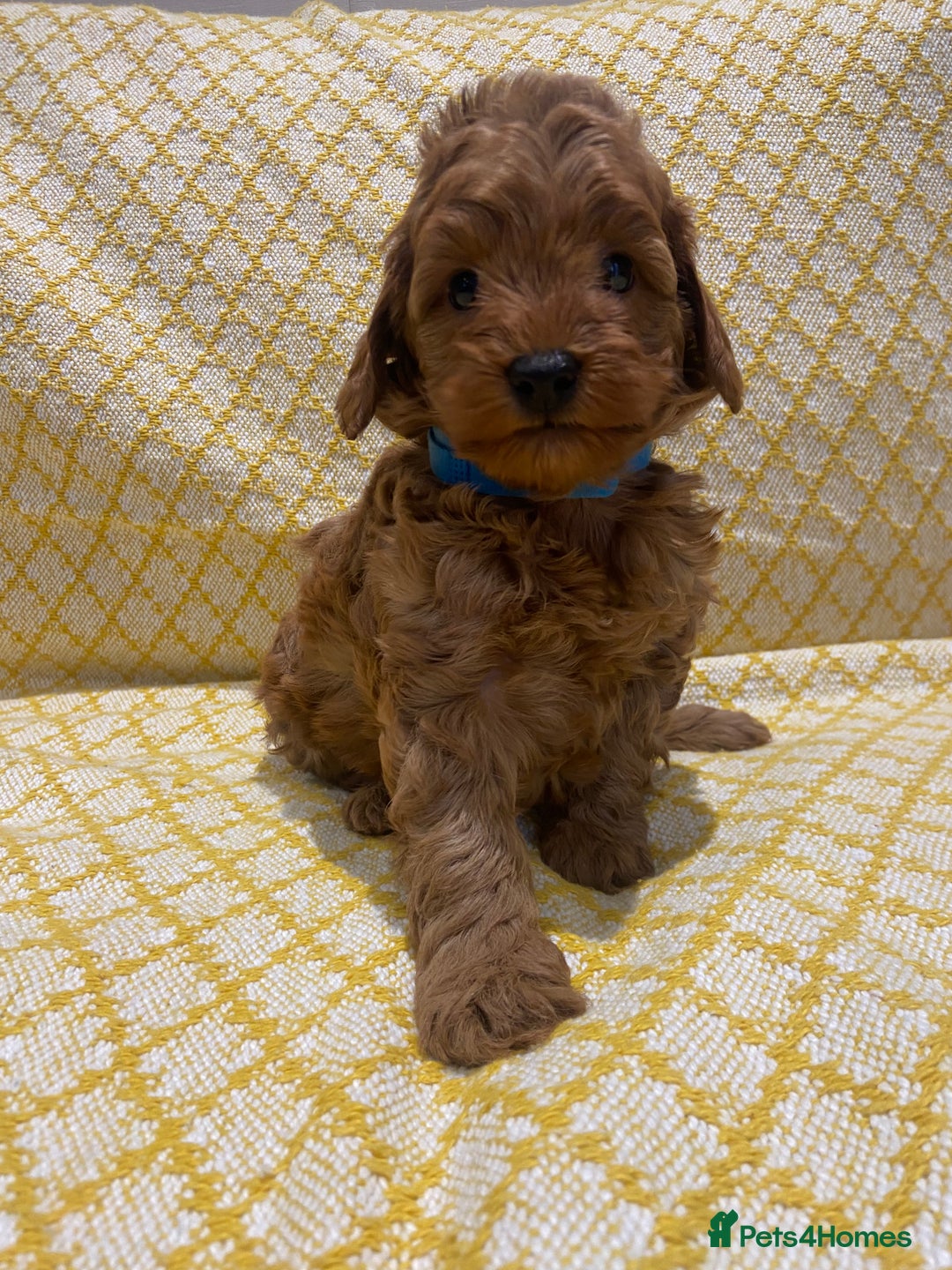 Maltipoo dogs for sale: 💖BEAUTIFUL LICENSED-BRED MALTIPOOS 💖 - Image 4