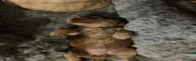 Cockapoo 2