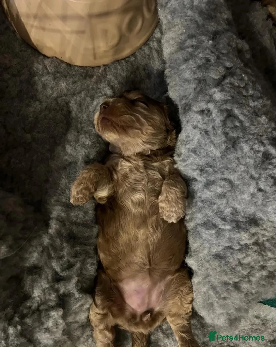 Cockapoo dogs for sale: Beautiful Cockapoo Puppies Ready To Leave in Derby - Advert 2