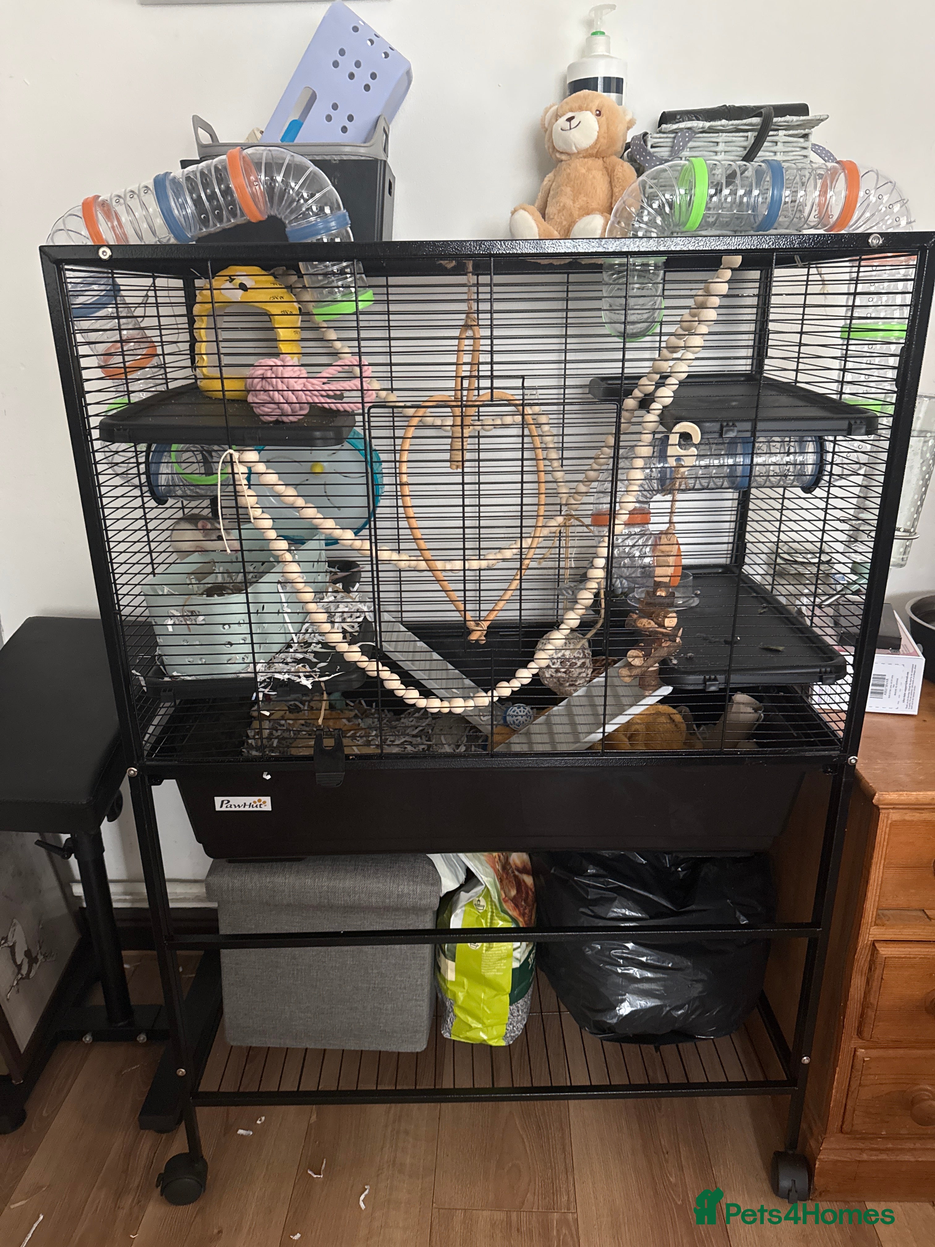 Rat rodents Two female rats with full set up - Advert 1