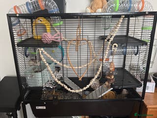 Rat rodents Two female rats with full set up - Advert 1