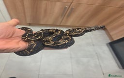 Boa Snake reptiles for sale: Unreal morph hog island boa with full setup  - Image 4