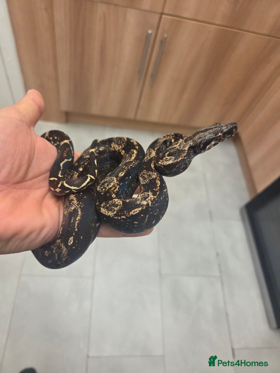 Boa Snake reptiles for sale: Unreal morph hog island boa with full setup  - Image 4