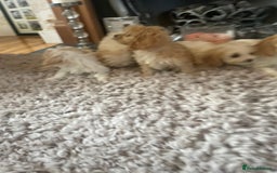 Cavapoo dogs for sale: Beautiful Cavapoo pups - Image 3