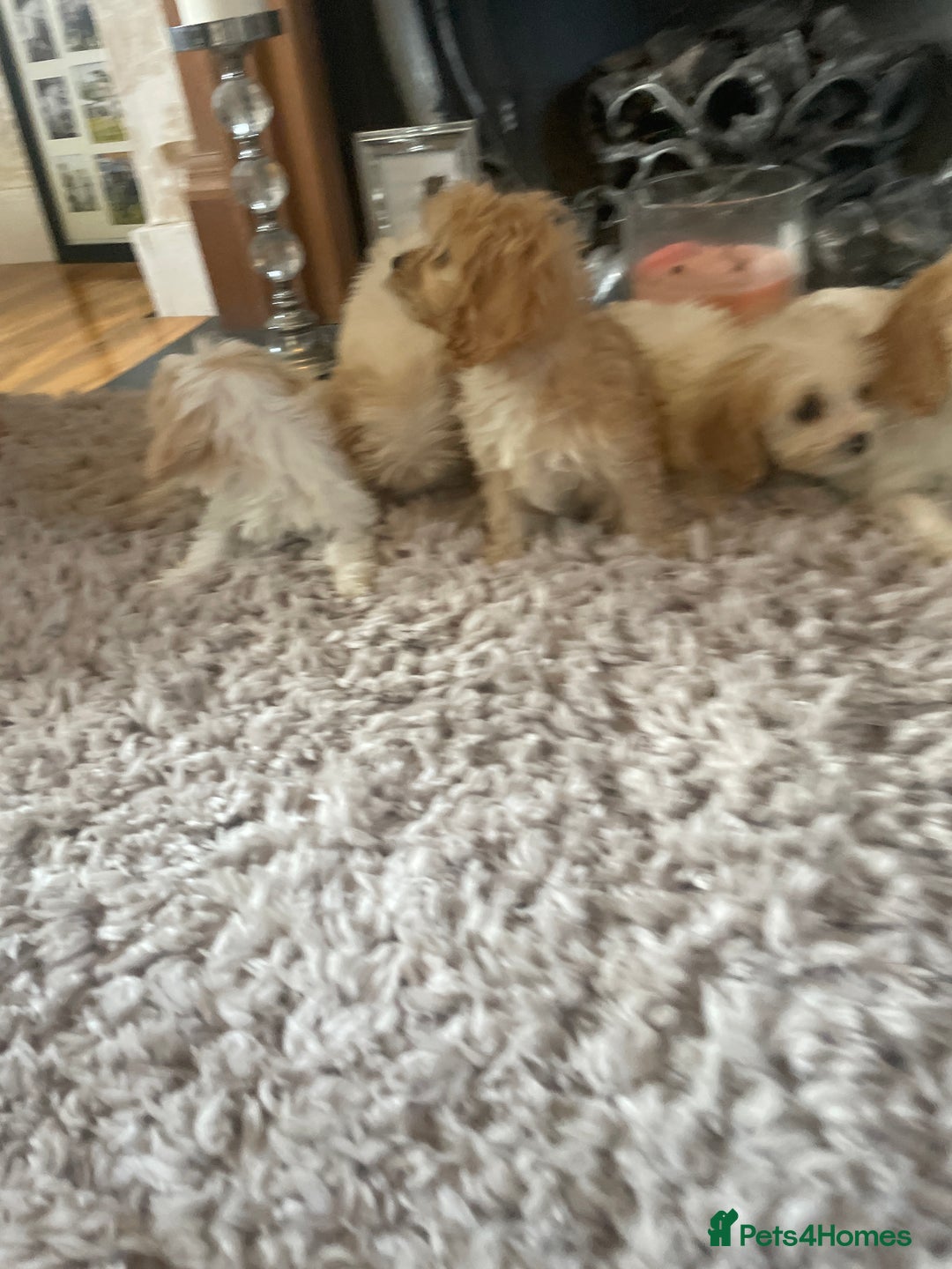 Cavapoo dogs for sale: Beautiful Cavapoo pups - Image 3