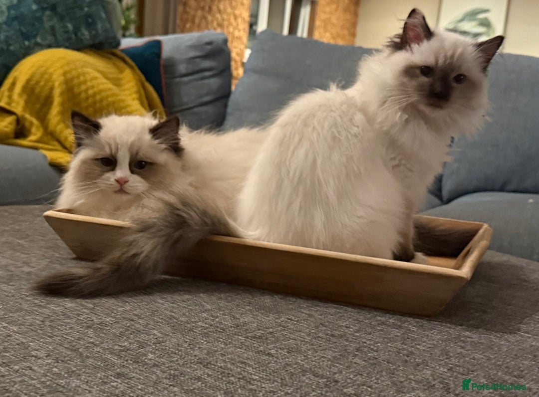 Ragdoll cats for sale: Stunning GCCF/TICA Purebred Reg Ragdoll Kittens - Advert 12