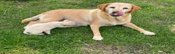 Mixed Breed dogs for sale: whipadore pups  in Newark - Advert 8