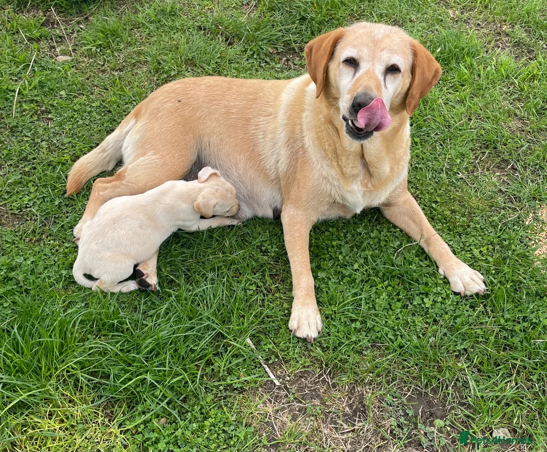 Mixed Breed dogs for sale: whipadore pups  in Newark - Advert 8