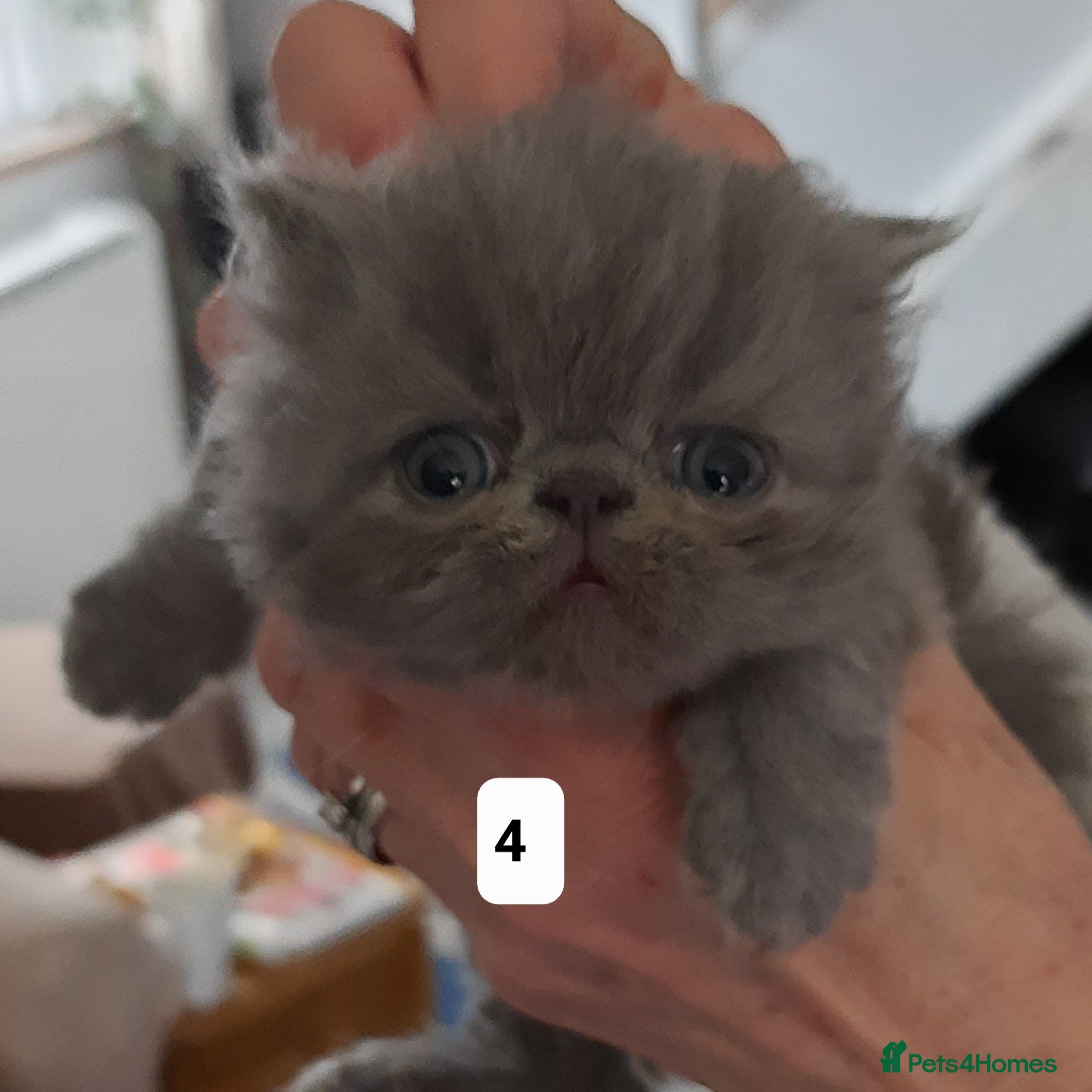 Persian cats GCCF Registered Persian kittens  - Advert 13