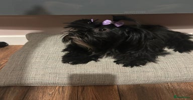 Yorkshire Terrier dogs - Advert 4