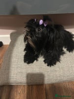 Yorkshire Terrier dogs - Advert 4