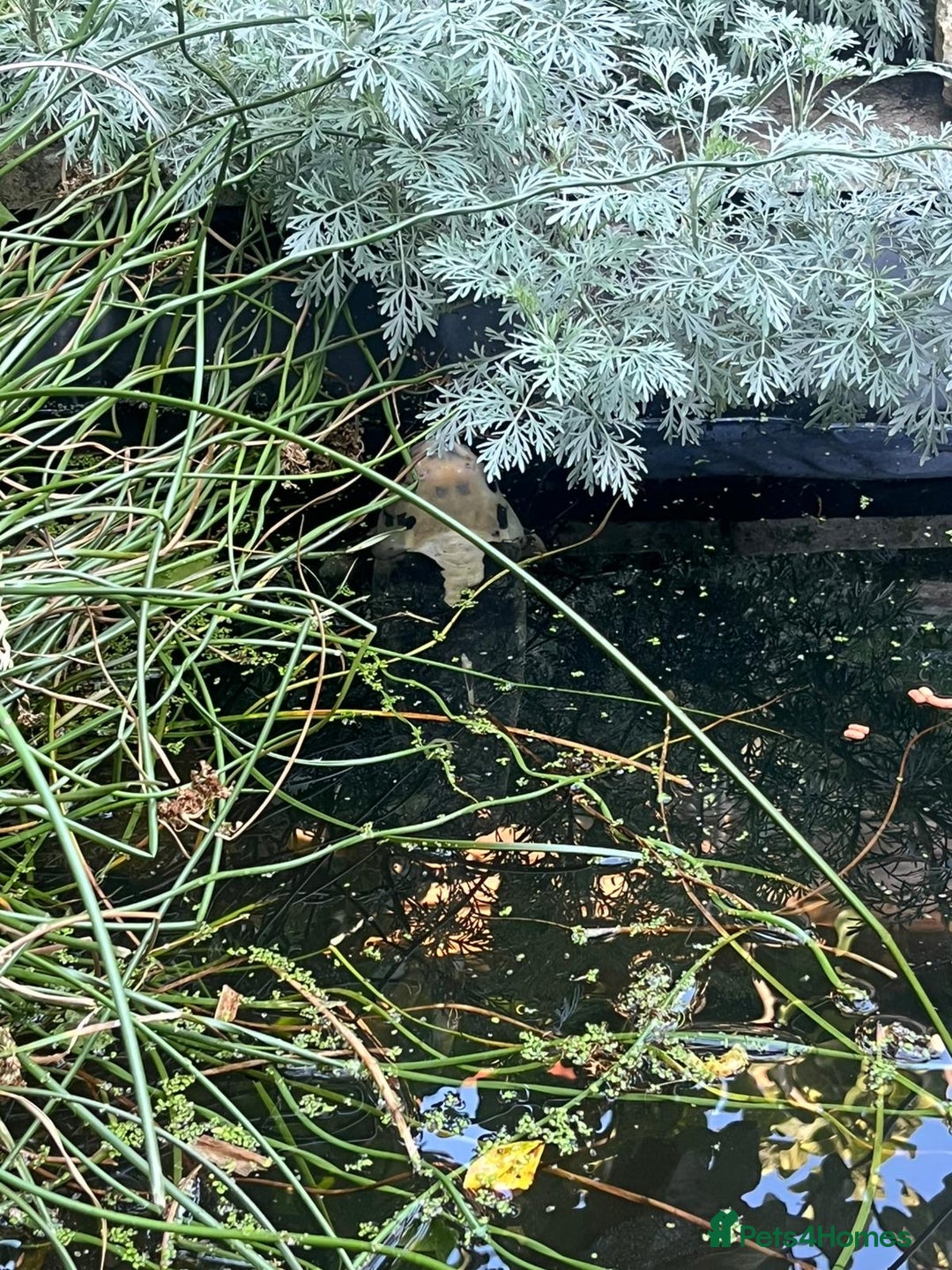 Koi Carp fish for sale: 3 Koi fish for sale - Image 24