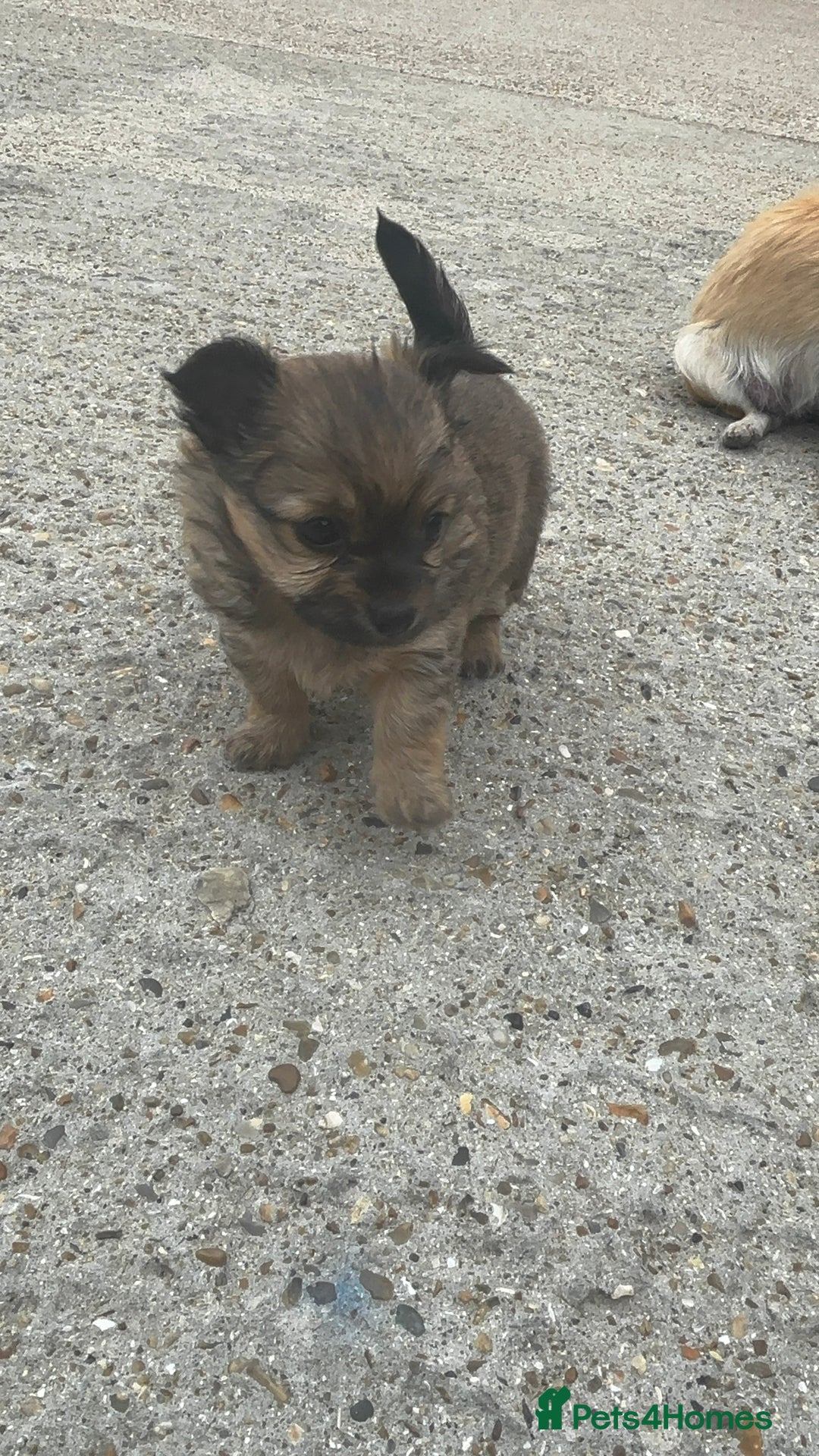Chihuahua dogs for sale: Long hair Chihuahua boy  - Image 6