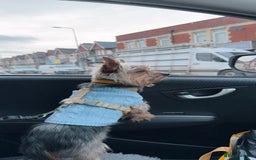 Yorkshire Terrier dogs for stud: August - Image 6