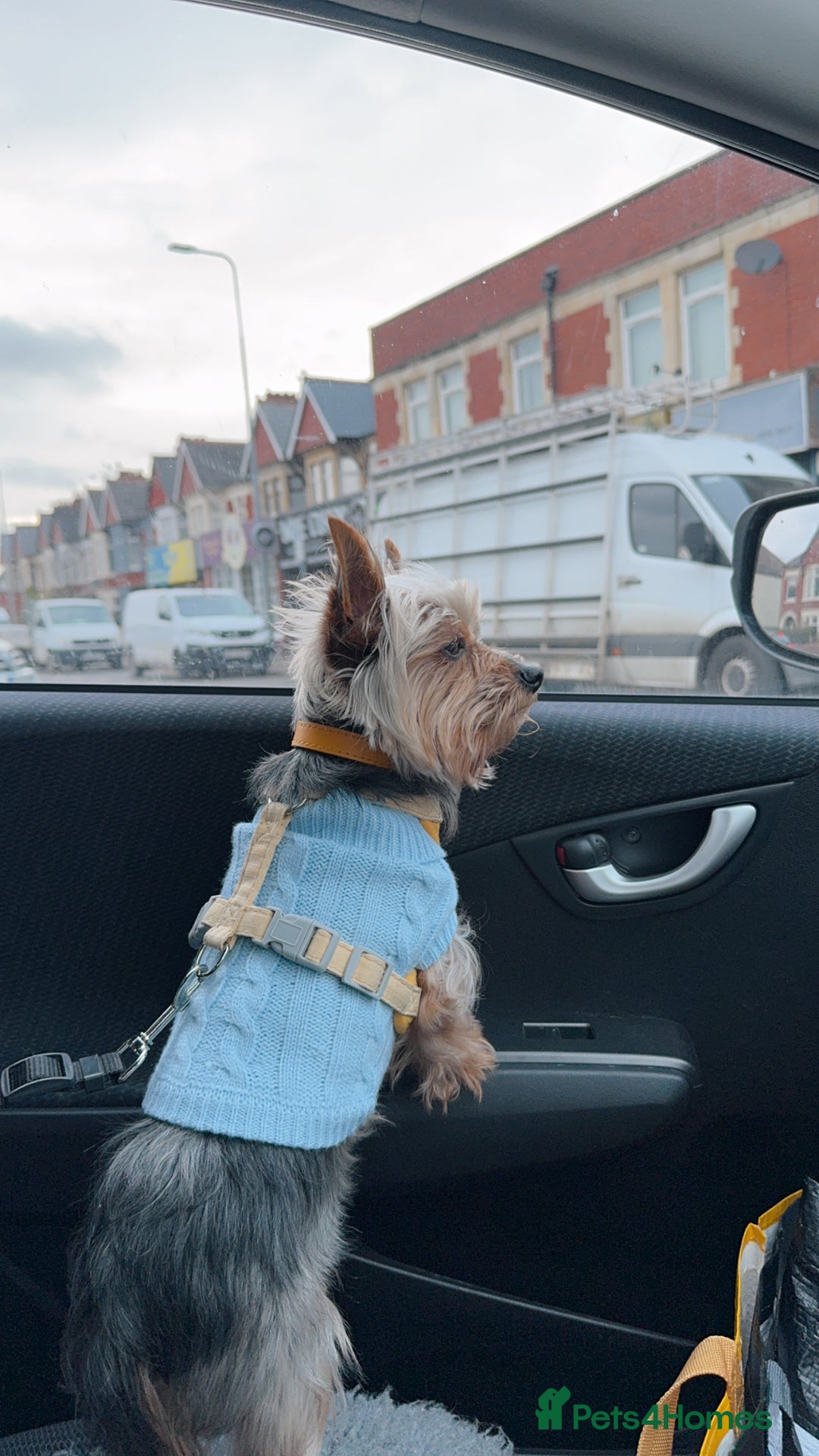 Yorkshire Terrier dogs for stud: August - Image 6