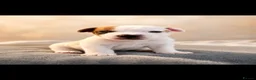 Jack Russell dogs for sale: Jack Russel puppies  - Advert 25