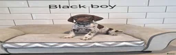 German Shorthaired Pointer dogs for sale: 🤎🤍 KC reg German Shorthaired Pointers 🤍🤎 - Advert 21