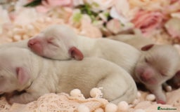 Miniature Dachshund dogs for sale: KC Cream Longhair Miniature Dachshunds - Image 2